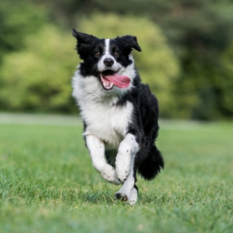 纽约皇后区德牧 泰迪 比熊幼犬出售